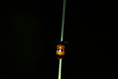 Physosmaragdina nigrifrons