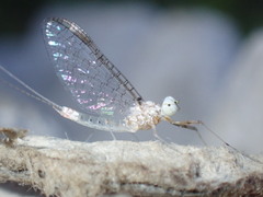 Maccaffertium modestum