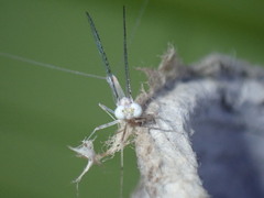 Maccaffertium modestum