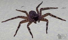 Selenops nigromaculatus