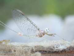 Maccaffertium modestum