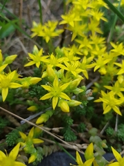 Sedum acre