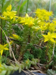 Sedum acre