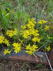 Sedum acre