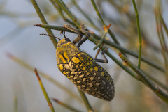 Julodis variolaris