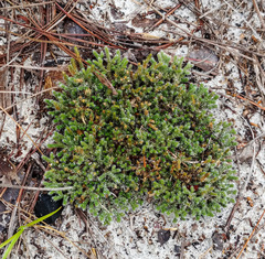 Selaginella acanthonota