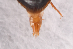 Ampedus pullus