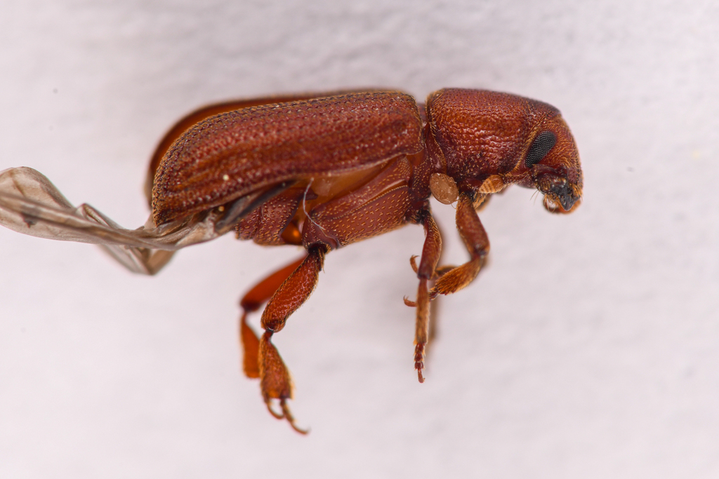 Hylastes ruber