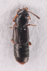Phloeostiba lapponica