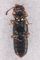 Phloeostiba lapponica