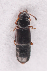 Phloeostiba lapponica
