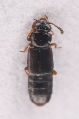 Phloeostiba lapponica