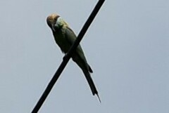 Merops orientalis ferrugeiceps