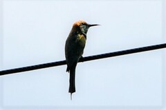 Merops orientalis ferrugeiceps