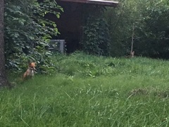 Vulpes vulpes