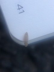 Tytthaspis sedecimpunctata