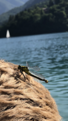 Gomphus vulgatissimus