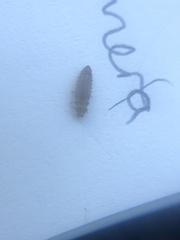 Tytthaspis sedecimpunctata