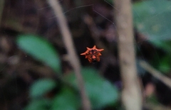 Macracantha