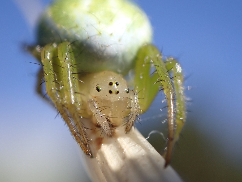Araniella maderiana