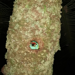 Psilopogon asiaticus