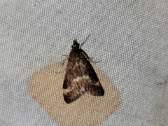 Pyrausta nicalis