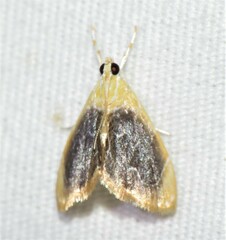Glaphyria fulminalis
