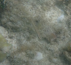 Halichoeres bivittatus