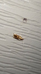 Philonome clemensella