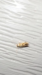 Philonome clemensella