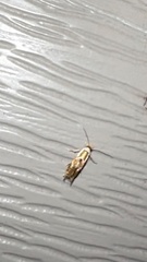 Philonome clemensella