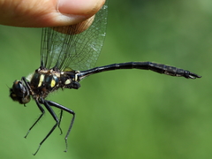 Somatochlora elongata