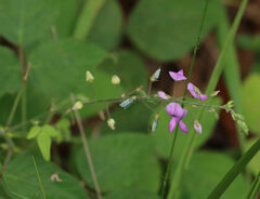 Desmodium canescens