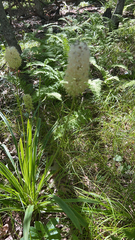 Melanthiaceae