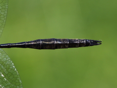 Somatochlora elongata