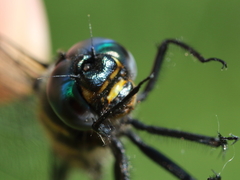 Somatochlora elongata
