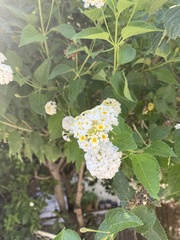Lantana camara