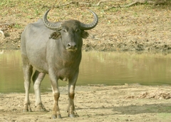 Bubalus arnee