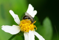 Braunsapis puangensis