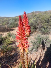 Aloe khamiesensis