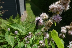 Synanthedon spheciformis
