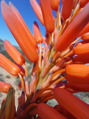 Aloe khamiesensis