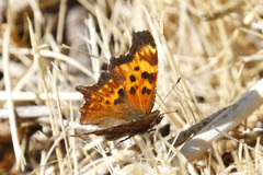 Polygonia oreas