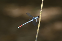Philosina buchi