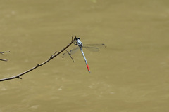 Philosina buchi