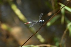 Philosina buchi