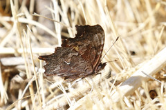 Polygonia oreas