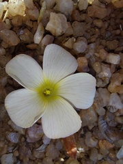 Oxalis pulchella