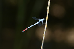 Philosina buchi