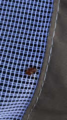 Chrysolina staphylaea